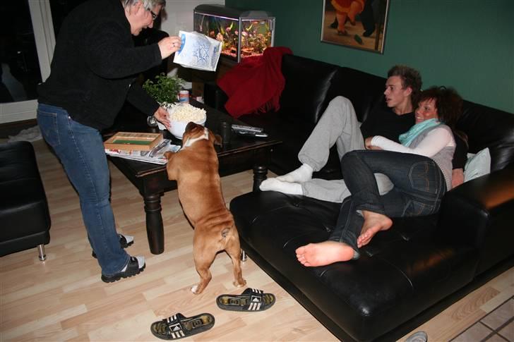 Engelsk bulldog Jones billede 19