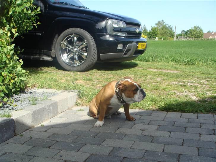 Engelsk bulldog Jones billede 20