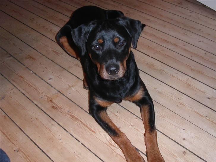 Rottweiler Kiki - Så uvurderlig smuk ! <3 billede 7