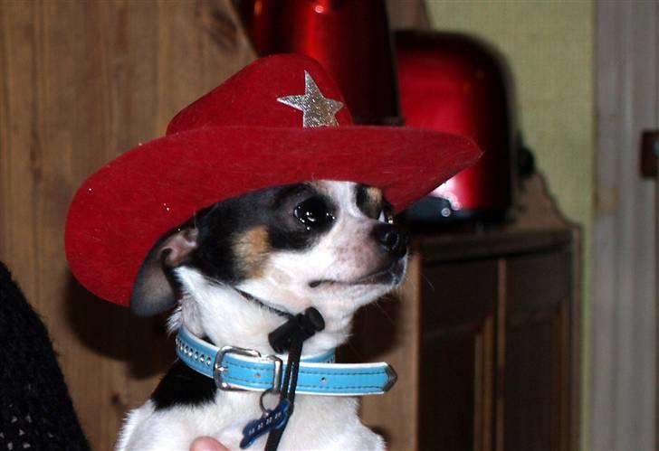 Chihuahua Gucci - har lige fået at vide at jeg skal være far billede 10