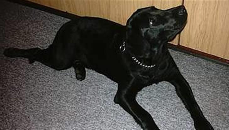 Blanding af racer Simba - Simba "Må ikke kopieres" billede 1