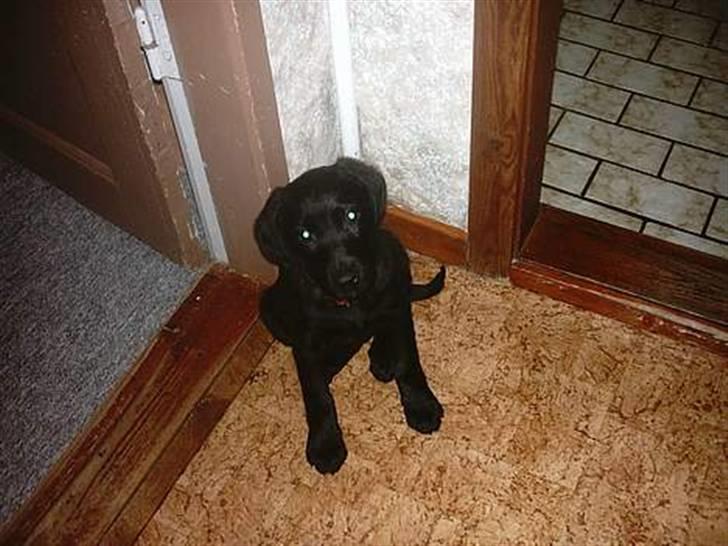 Blanding af racer Simba - Simba som hvalp "Må ikke kopieres" billede 2