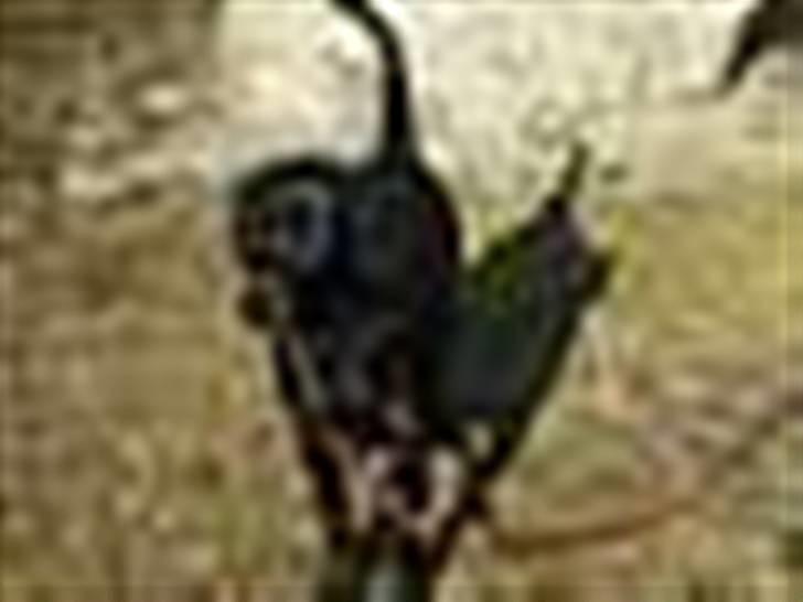 Blanding af racer Simba - Simba "Må ikke kopieres" billede 3