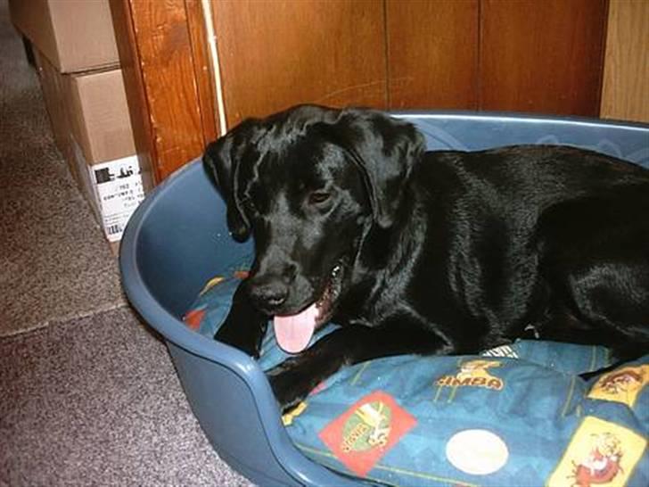 Blanding af racer Simba - Simba "Må ikke kopieres" billede 4