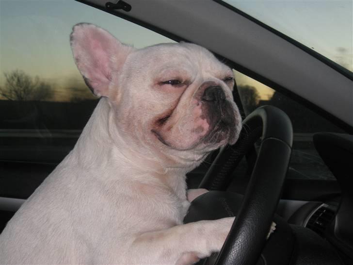 Fransk bulldog Ronni - Det "kører" for Ronni på vej hjem fra Sjælland. billede 7