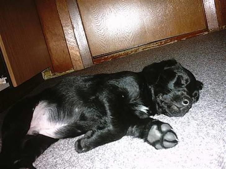 Blanding af racer Simba - Simba som hvalp "Må ikke kopieres" billede 5