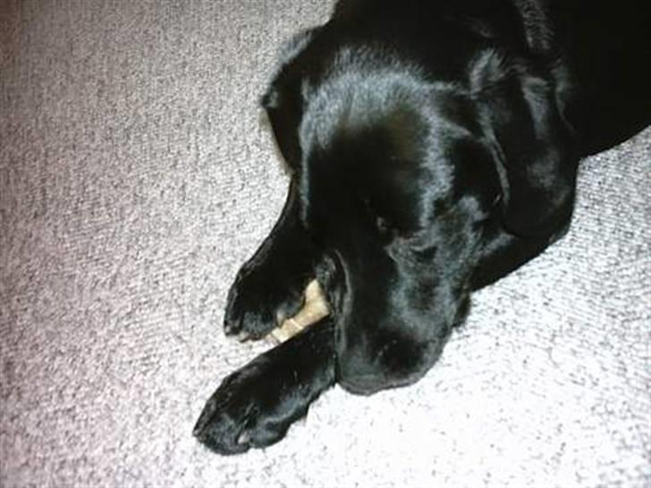 Blanding af racer Simba - Simba "Må ikke kopieres" billede 6