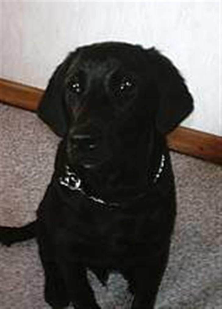 Blanding af racer Simba - Simba "Må ikke kopieres" billede 7