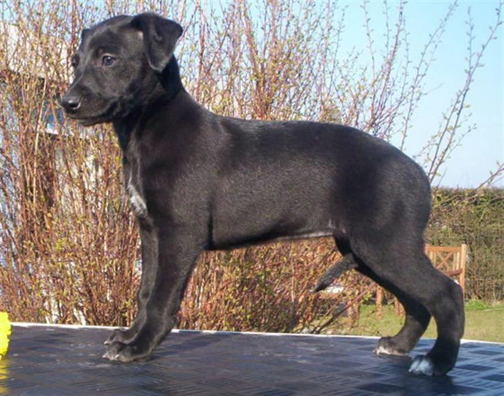 Whippet Dragonwing Cyclone (Thea) - 45 dage gammel billede 16