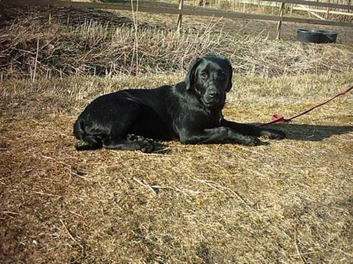 Blanding af racer Simba - Simba på vores hestemark "Må ikke kopieres" billede 8
