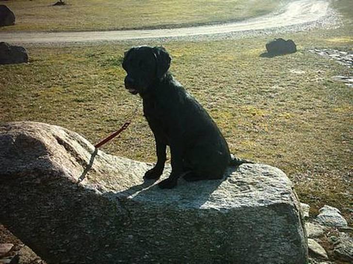 Blanding af racer Simba - Simba "Må ike kopieres" billede 9