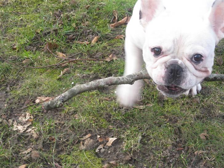 Fransk bulldog Ronni - Ronni i haven. billede 8