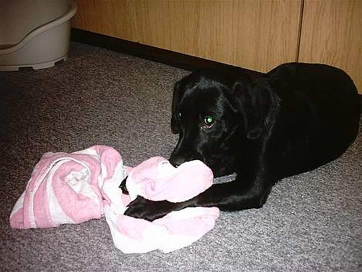 Blanding af racer Simba - Simba "Må ikke kopieres" billede 10