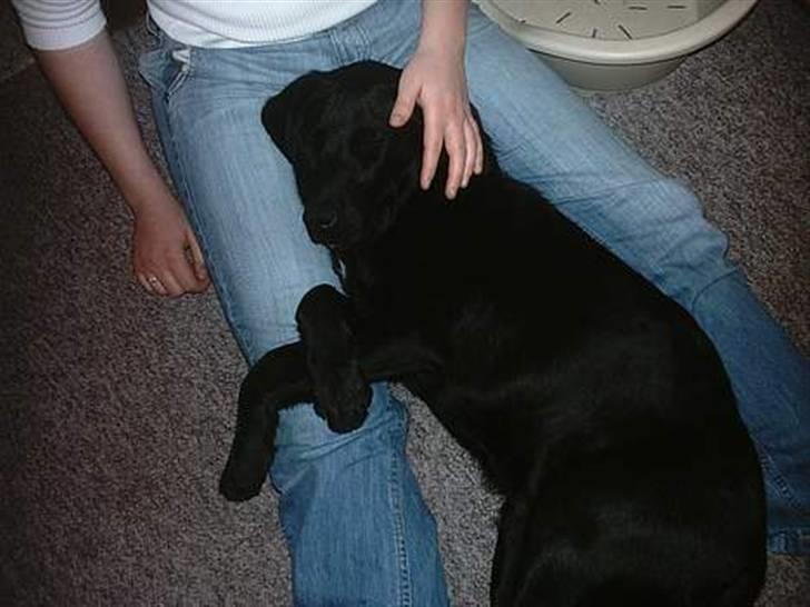 Blanding af racer Simba - Simba "Må ikke kopieres" billede 11