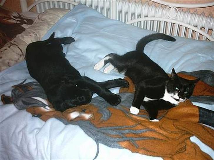 Blanding af racer Simba - Simba og min gamle kat Bebs "Må ikke kopieres" billede 12