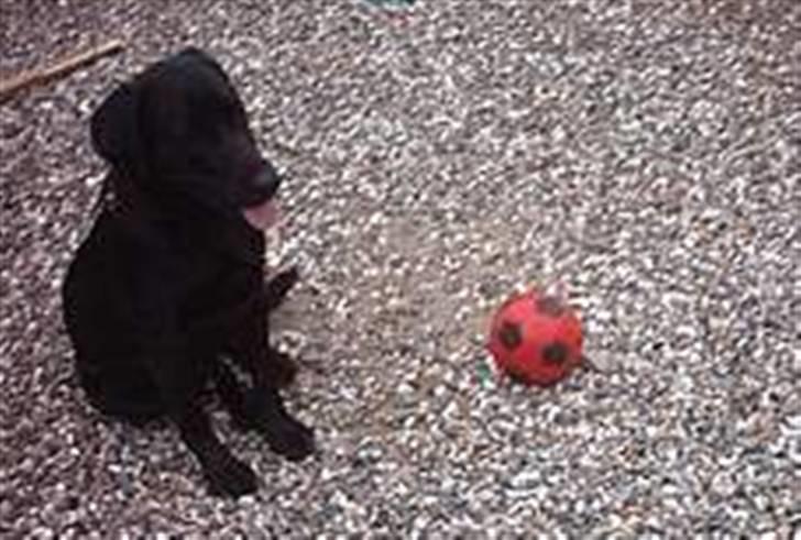 Blanding af racer Simba - Simba "Må ikke kopieres" billede 13