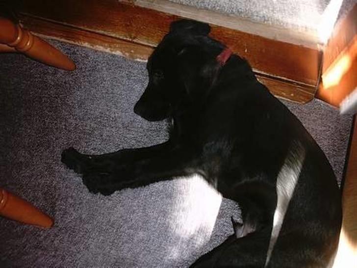 Blanding af racer Simba - Simba "Må ikke kopieres" billede 14