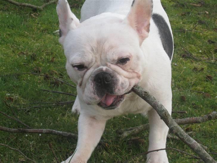 Fransk bulldog Ronni - Ronni i haven. billede 9