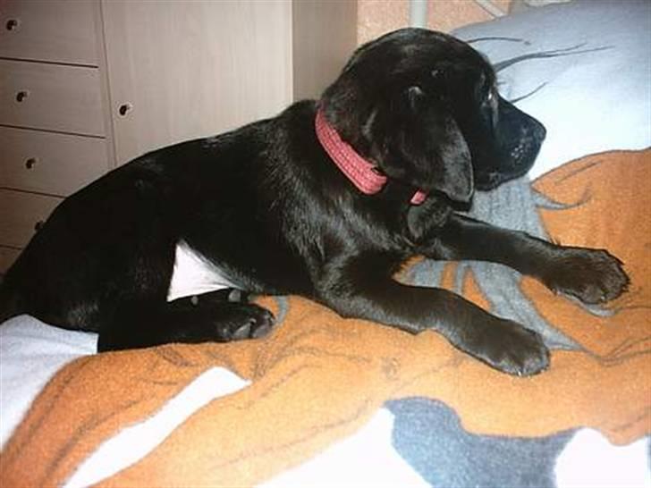 Blanding af racer Simba - Simba som hvalp "Må ikke kopieres" billede 15