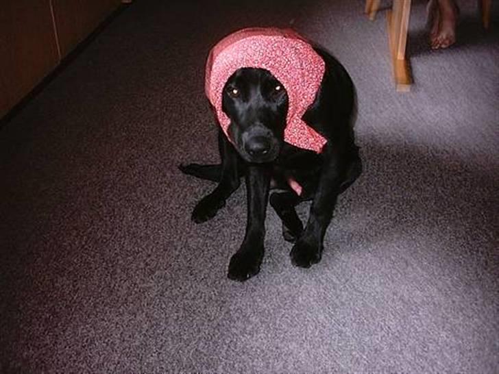 Blanding af racer Simba - Simba "Må ikke kopieres" billede 16