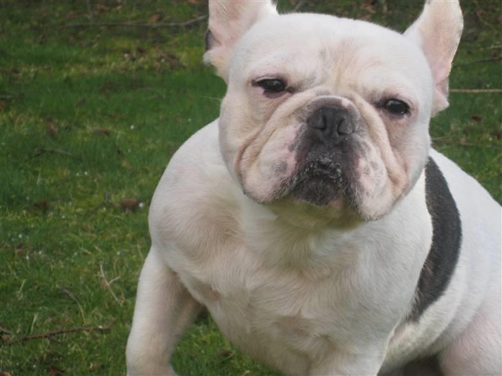 Fransk bulldog Ronni - Ronni i haven. billede 10