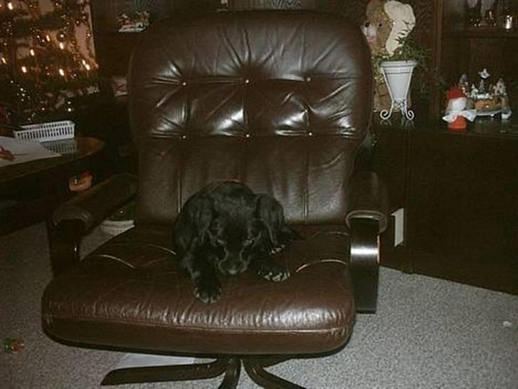 Blanding af racer Simba - Simba kort efter jeg fik ham. "Må ikke kopieres" billede 17