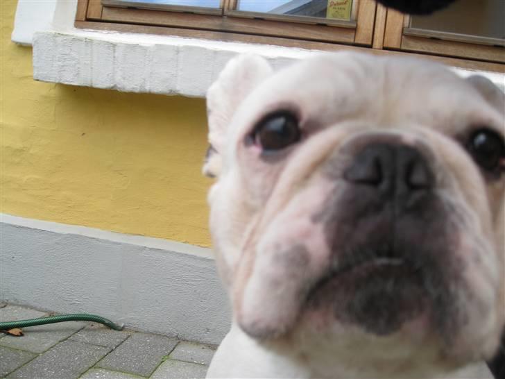 Fransk bulldog Ronni billede 11