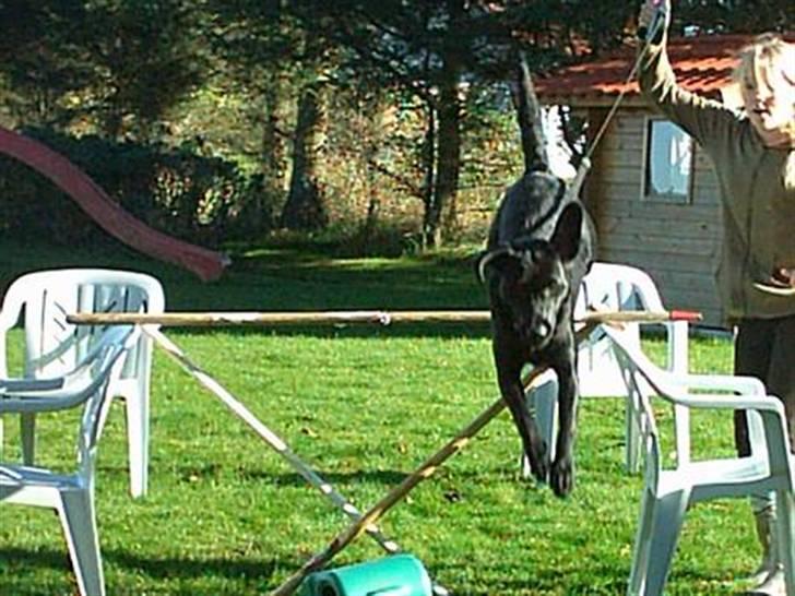 Blanding af racer Simba - Simba Springer lidt "Må ikke kopieres" billede 18