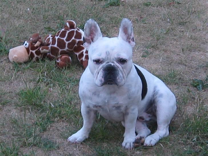 Fransk bulldog Ronni billede 12