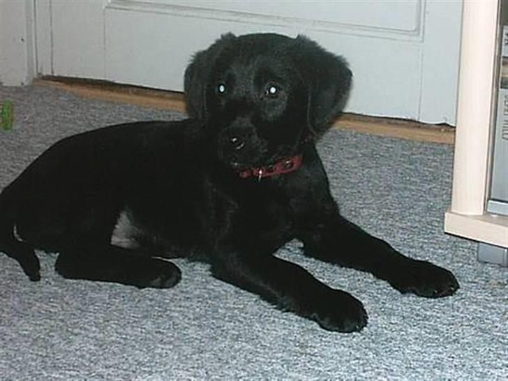 Blanding af racer Simba - Simba samme aften jeg fik ham. "Må ikke kopieres" billede 19