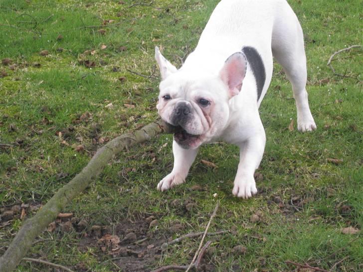 Fransk bulldog Ronni - Ronni i haven. billede 13
