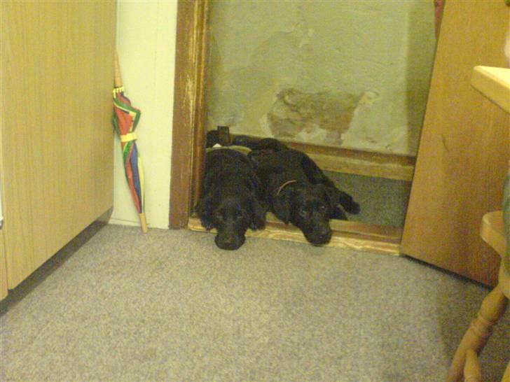 Blanding af racer Simba - Simba og min anden hund Balou "Må ikke kopieres" billede 20