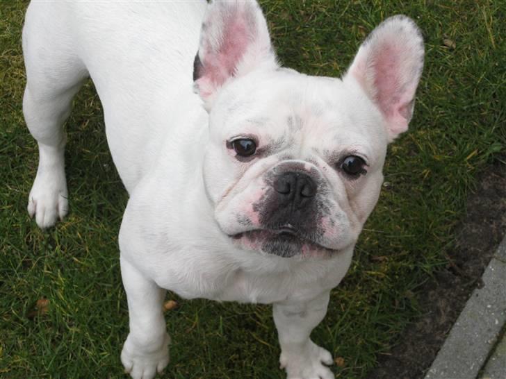 Fransk bulldog Ronni billede 14