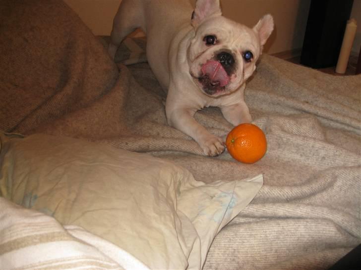 Fransk bulldog Ronni billede 15