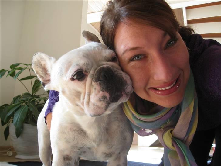 Fransk bulldog Ronni billede 16