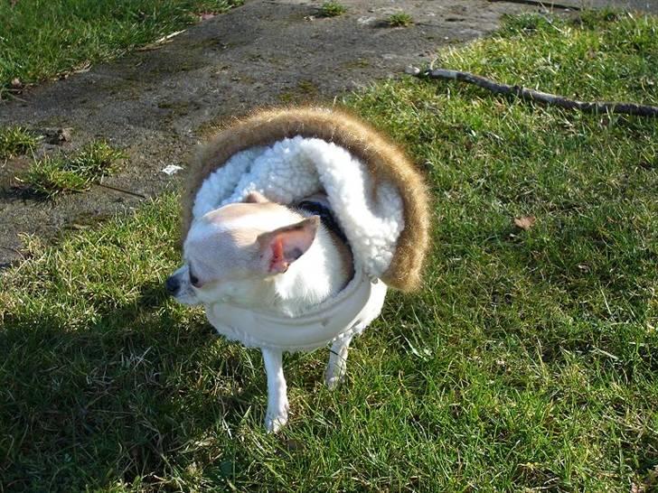 Chihuahua ¨˜”°º•Gucci•º°”˜¨ - Elsker bare min dejlige varme jakke :P billede 10