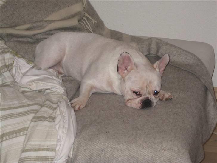 Fransk bulldog Ronni billede 17