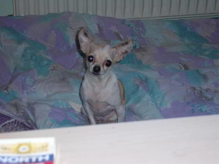 Chihuahua ¨˜”°º•Gucci•º°”˜¨ - Jubii -. Har fået lov til at overtage min mors seng lidt i aften :P billede 11
