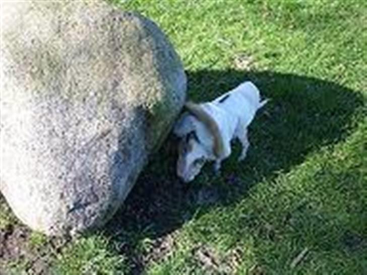 Chihuahua ¨˜”°º•Gucci•º°”˜¨ - Mon der har været en sød hanhund her ?? :O! billede 12