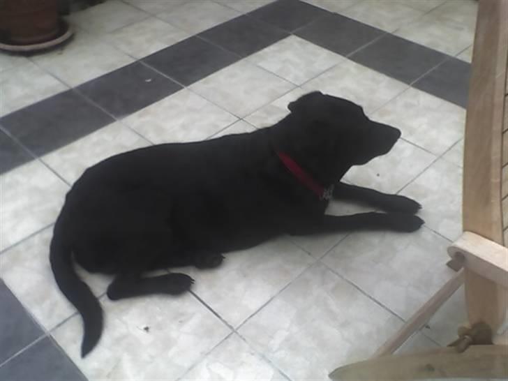 Blanding af racer Lady R.I.P billede 2