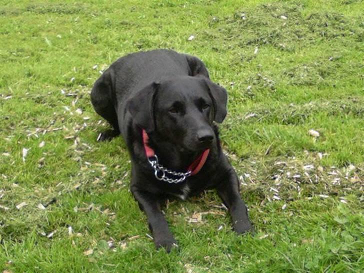 Blanding af racer Lady R.I.P billede 3