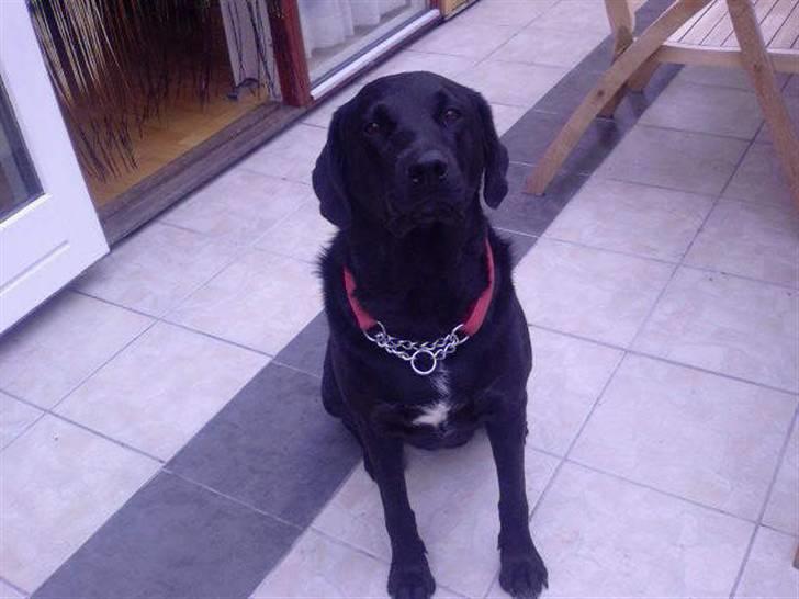 Blanding af racer Lady R.I.P billede 4