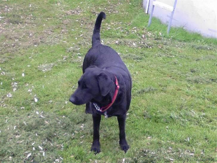 Blanding af racer Lady R.I.P billede 5