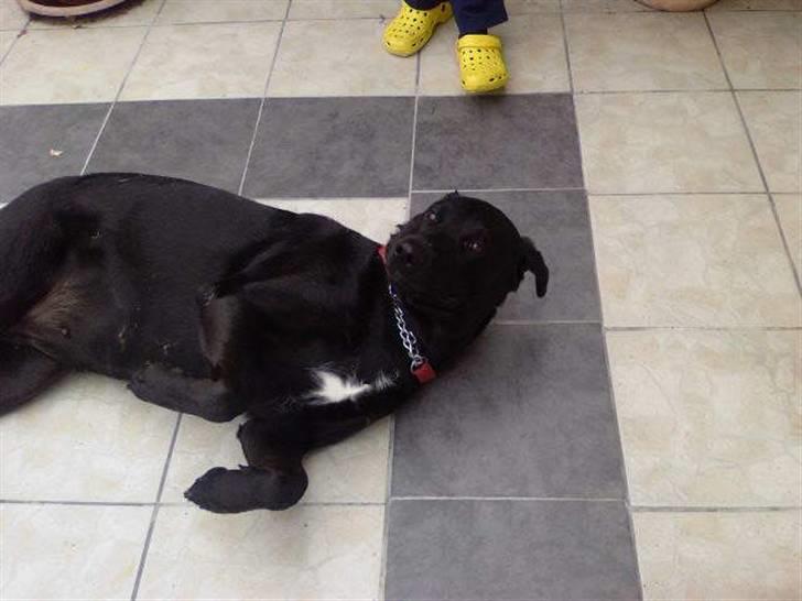 Blanding af racer Lady R.I.P billede 6