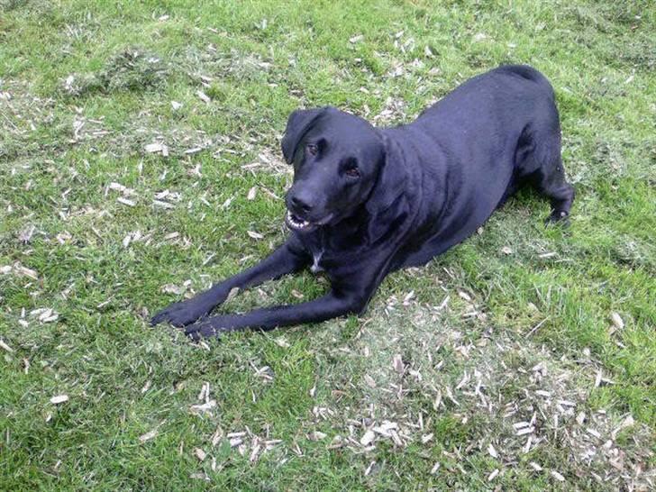 Blanding af racer Lady R.I.P billede 7