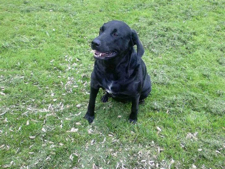 Blanding af racer Lady R.I.P billede 8