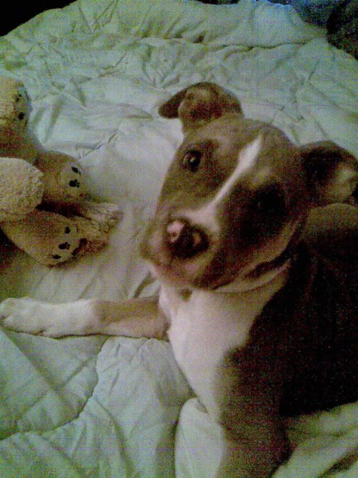 Blanding af racer Joy billede 19