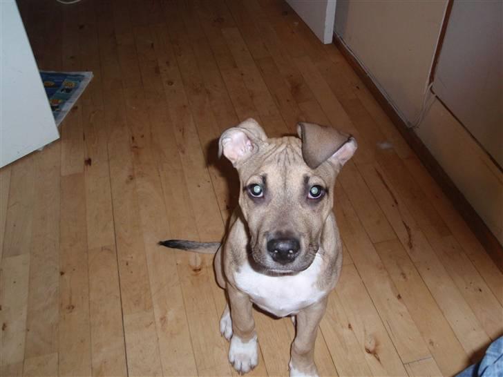 Amerikansk staffordshire terrier Charlie billede 13