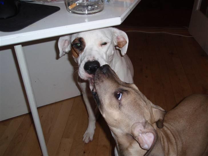 Amerikansk staffordshire terrier Charlie billede 14