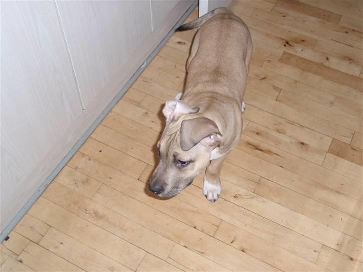 Amerikansk staffordshire terrier Charlie billede 15